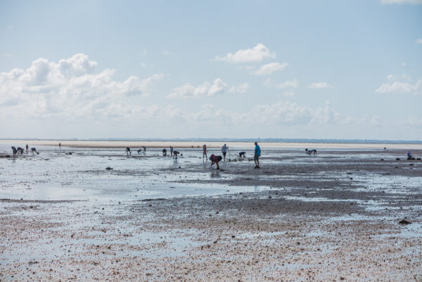 während der Ebbe tauchen zahlreiche Bewohner der Normandie auf, um Muscheln und Austern zu ernten.