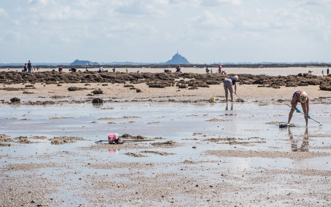 während der Ebbe tauchen zahlreiche Bewohner der Normandie auf, um Muscheln und Austern zu ernten.