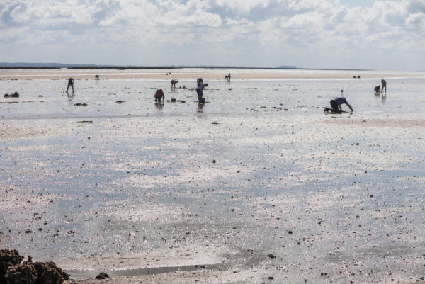 während der Ebbe tauchen zahlreiche Bewohner der Normandie auf, um Muscheln und Austern zu ernten.